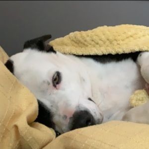 Meet your Posher, Casey